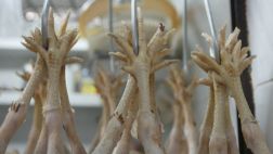Incautan cuatro toneladas de carne de pollo contaminada