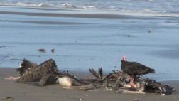 Aves en el litoral mueren por la falta de anchoveta
