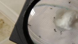 Nicaragua adquiere equipo técnico para detectar chikungunya