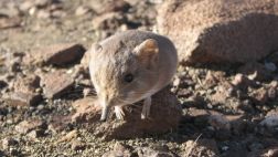Descubren "ratón" con trompa, emparentado con los elefantes