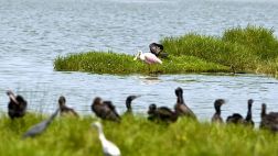 "¿Qué le debemos al medio ambiente?", por Augusto Townsend