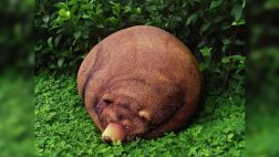 Compañía salvaje: ¿Tendrías este puff de oso en casa?