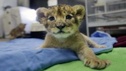 El jefe de la ONU "adopta" una leona en Kenia