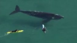 Tres jóvenes surfean con una ballena en Australia