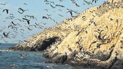 Invertirán unos US$10 mlls. para conservar las islas guaneras
