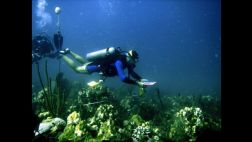 Los corales del Caribe pueden desaparecer en 20 años