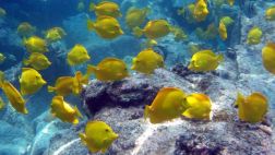Los peces tienen mejor memoria de lo que se pensaba