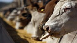 Rumanía detecta posible caso de mal de vacas locas