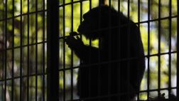 Científicos interpretan gestos de chimpancés para comunicarse