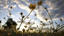 Hallan clave que permitiría a las flores vivir por más tiempo
