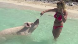 ¿Una magnífica isla paradisíaca, repleta de cerdos?