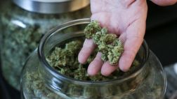 Un mercado con solo un producto: Cannabis biológico