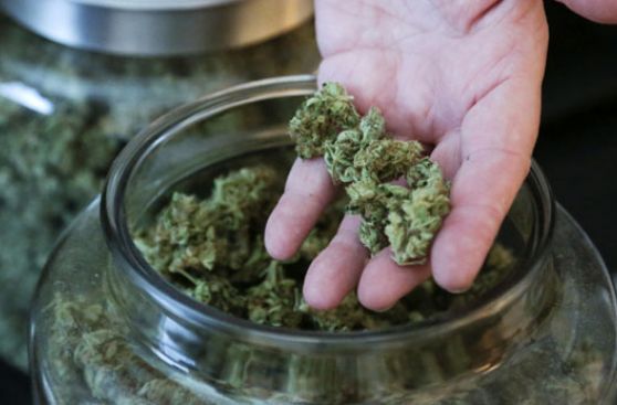 Un mercado con solo un producto: Cannabis biológico