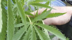 Policía destruye 35 mil plantones de marihuana