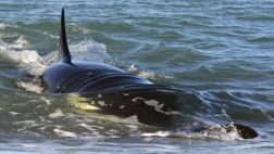 Salvan a nueve ballenas varadas en playa de Irlanda