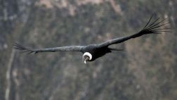 Más de 82.000 turistas visitaron el Colca en lo que va del año