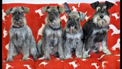 ¿Fumas cerca a tu mascota? Lo expones al cáncer de pulmón