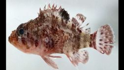 Descubren nuevas especies de peces en las islas Galápagos