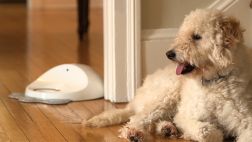 ¿Dejas a tu mascota sola en casa? Este gadget la cuidará por ti