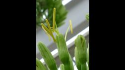 Mira la única flor que dio esta planta después de 80 años