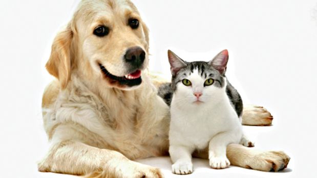 Como perros y gatos: Estas mascotas sí pueden llevarse bien