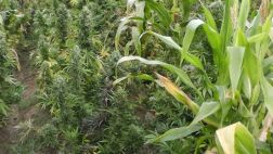 Hallaron 15 mil plantones de marihuana en Ica