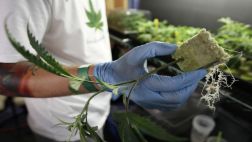 La Iglesia en Filipinas aprueba el uso médico del cannabis