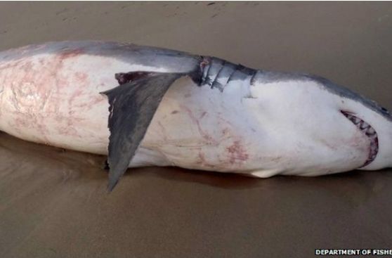 El tiburón que se atragantó con un león marino australiano