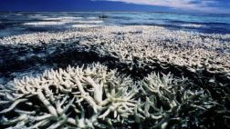 Corales australianos están en su peor estado de conservación