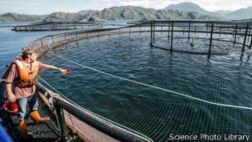 Cómo convertir CO2 en Omega 3 para alimentar peces