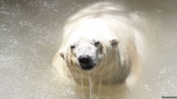 La historia de Arturo, el último oso polar de Argentina