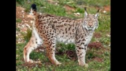 ¿Para qué "revivir" el esperma de una especie muerta?
