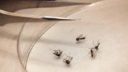 Puerto Rico pagará exámenes del virus chikunguña
