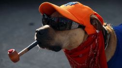¿Pueden los perros sentir celos?