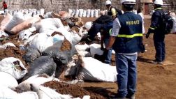 Paita: Produce decomisó 131 toneladas de residuos marinos