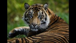 En el mundo solo quedan 3.200 tigres en libertad