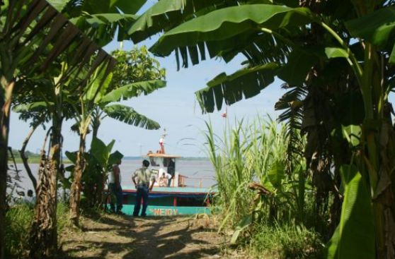 ¿Cuál debería ser el plan para el desarrollo de la Amazonía?