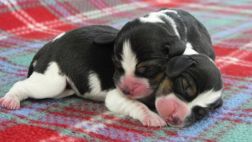 ¿Por qué los perros se huelen el trasero?