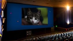 Cine respondió a usuario que denunció caída de gato en sala