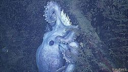 Un pulpo es el animal que incuba sus huevos por más tiempo