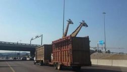 Sudáfrica: Jirafa muere al golpear su cabeza contra un puente