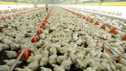 Debate: ¿El Estado debe fomentar la diversificación productiva?