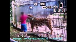 El tigre que le arrancó el brazo a un niño no será sacrificado