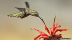 VIDEO: los colibríes vuelan mejor que un helicóptero