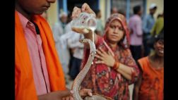 La India celebra el festival hindú de las serpientes