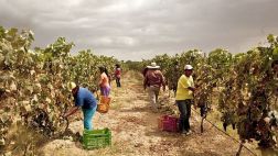 La escasez de agua amenaza a la agroexportación en Ica