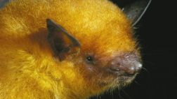 El murciélago dorado boliviano, sorprendente nueva especie