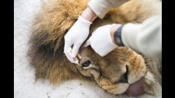 Hallan a dos leones abandonados por un circo en México