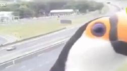 VIDEO: Tucán realiza 'photobomb' en cámara de tráfico