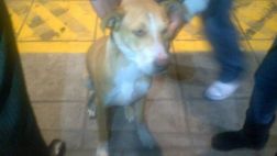Perro extraviado viajó a bordo de bus del Metropolitano